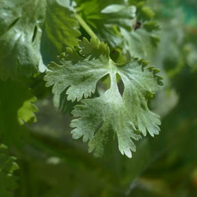 planta aromática cilantro